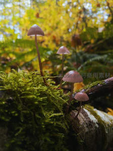 苔藓覆盖的朽木上生长着粉色小菇