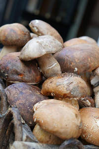 新鲜采摘的牛肝菌堆叠展示其肥厚菌盖