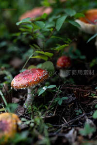 绿叶间鲜艳的毒蝇伞群