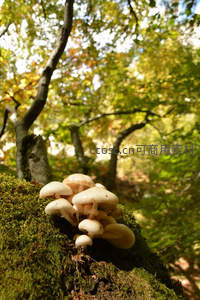 秋日林间苔藓上的蘑菇群