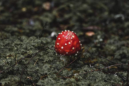 红伞白点林间菌，苔藓深处显奇姿