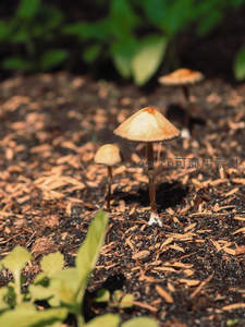 阳光洒落小伞菇，土壤之上静生长