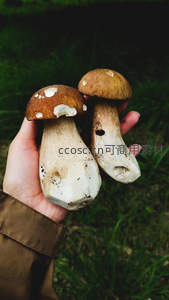 手捧新鲜采摘的野生牛肝菌