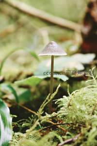 林间孤菌静立苔藓之上