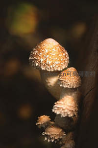 阳光下的伞状蘑菇特写