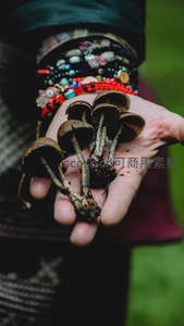 掌心捧着刚采的野生蘑菇