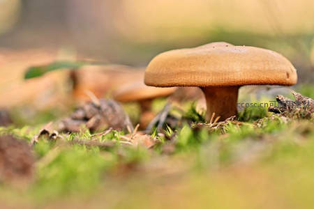 林间苔藓上的棕色蘑菇特写