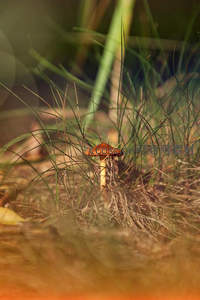草丛中孤独的小蘑菇身影