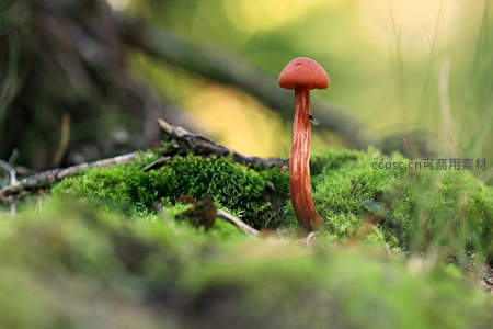 鲜红菌盖立于青苔之上的小菇