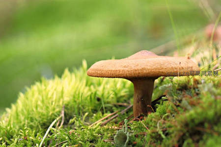 绿苔衬托下的圆顶蘑菇静景