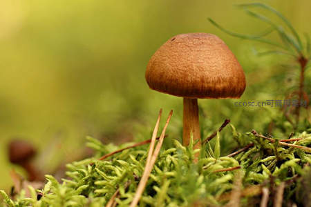 青苔丛中挺立的棕色菌菇