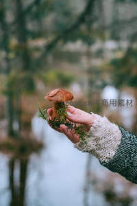 毛衣袖口捧着刚采的森林蘑菇