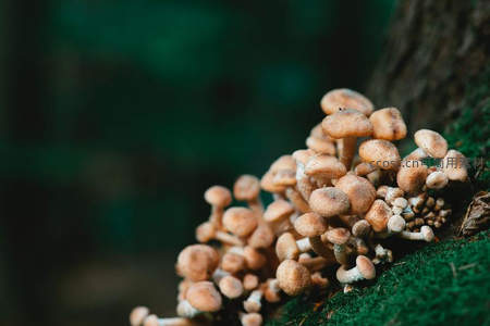 树干上密集生长的小型棕色蘑菇