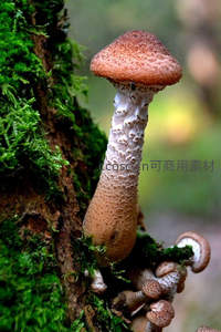 苔藓树干上单株斑点蘑菇特写