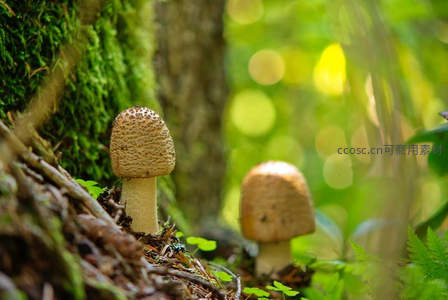 苔藓树根旁的斑点蘑菇群