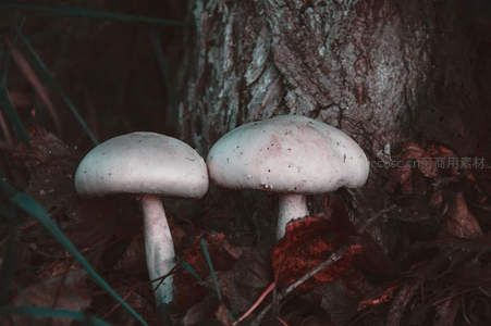 树根下并肩生长的白色双菇
