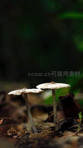 林间幽静蘑菇悄然生长