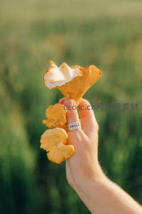 掌心托举金黄鸡油菌