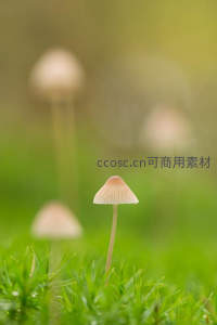 晨露草尖上的小蘑菇