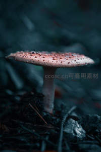 暗夜森林中的粉红斑点蘑菇特写