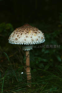 草丛中挺立的白色鳞片蘑菇