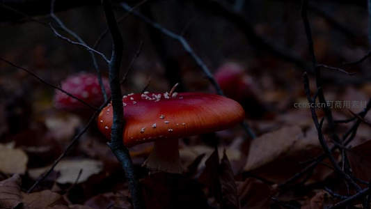 秋林深处的鲜红毒蝇伞