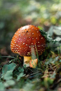 绿意盎然草地上的经典毒蝇伞