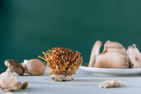 金针菇特写与多种菌菇的静物组合