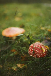 林间草地上的红白毒蝇伞特写