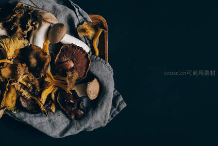 多种菌菇静物组合，深色背景衬托自然质感