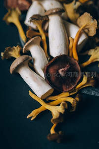 特写镜头下的菌菇群，展现丰富形态与细节