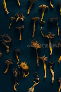 平铺式菌菇构图，深蓝底色下形态各异的自然之美