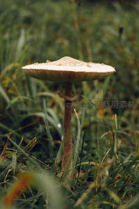 草丛中亭亭玉立的大型伞菌