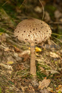 斑点大伞菇傲立枯叶林地