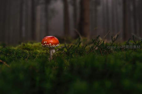 森林中孤独的红白毒蝇伞