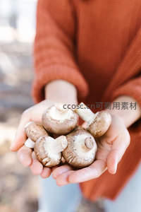 双手捧着新鲜采摘的香菇