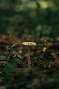 幽暗森林中孤傲挺立的菌菇