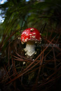 森林中的红伞白点毒蝇菌