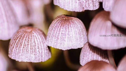 粉紫色菌盖的细腻纹理