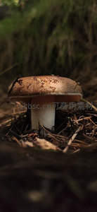 林间棕色菌菇静谧生长
