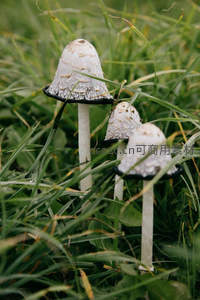 草丛中的白色菌菇特写