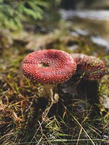 红白相间的毒蝇伞特写