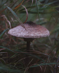 草丛深处的褐色大伞菌