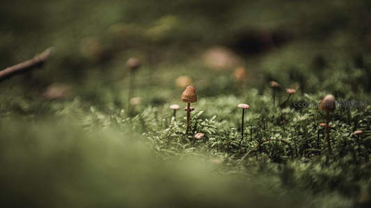 苔原上细小菌群的童话世界