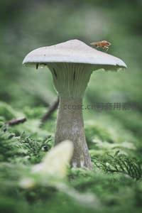 巨菇伞盖上的微小访客