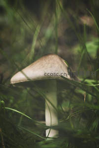草丛中若隐若现的菌帽