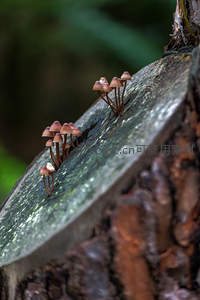 树桩断面生长的棕红色小蘑菇