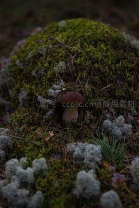 苔藓覆盖的土丘中探出的野生菌菇
