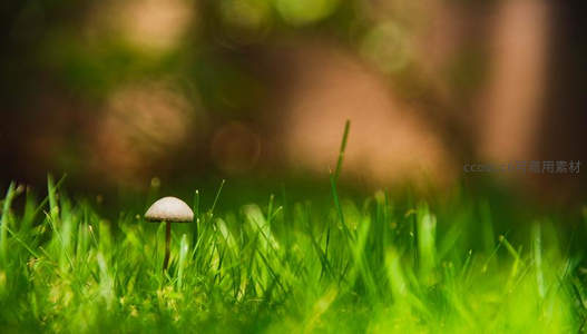 绿茵草地上的小蘑菇沐浴晨光