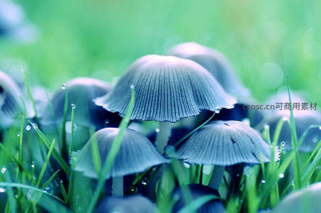 雨后草丛中晶莹水珠点缀的蘑菇群